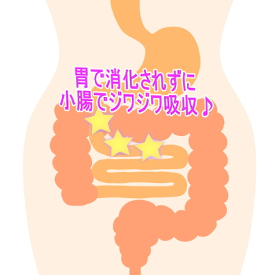 小腸