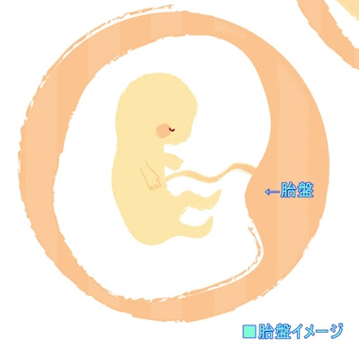 胎盤のイメージ